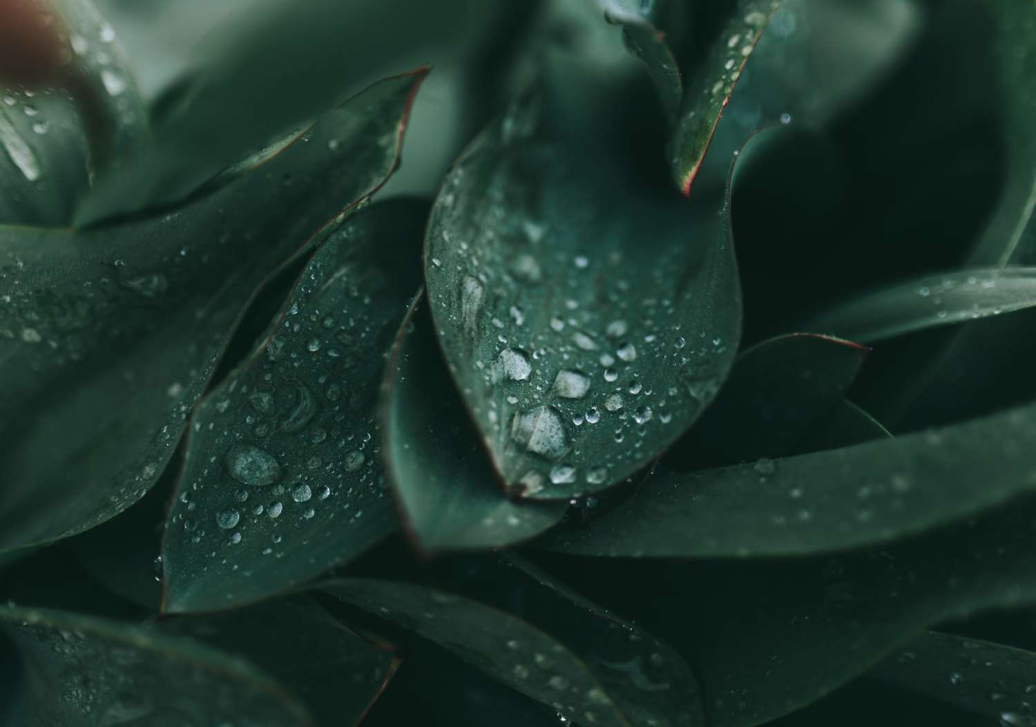 Contacto 1 cole keister 8V1gfeaPP1Y unsplash