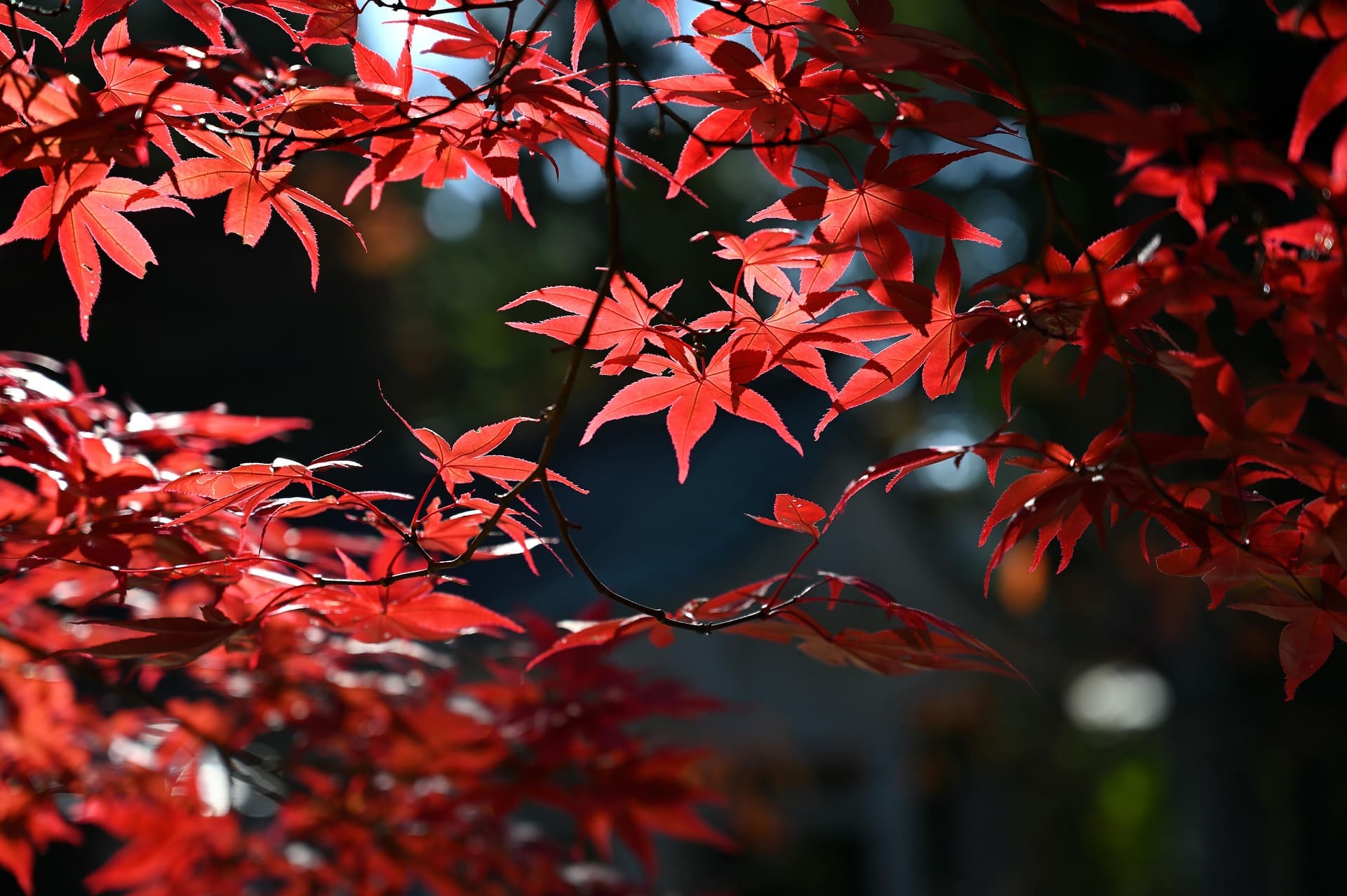 maple 5686711 1920 1